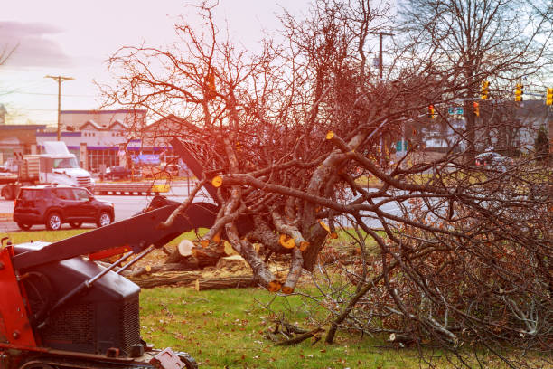 Best Hedge Trimming  in Coburg, OR